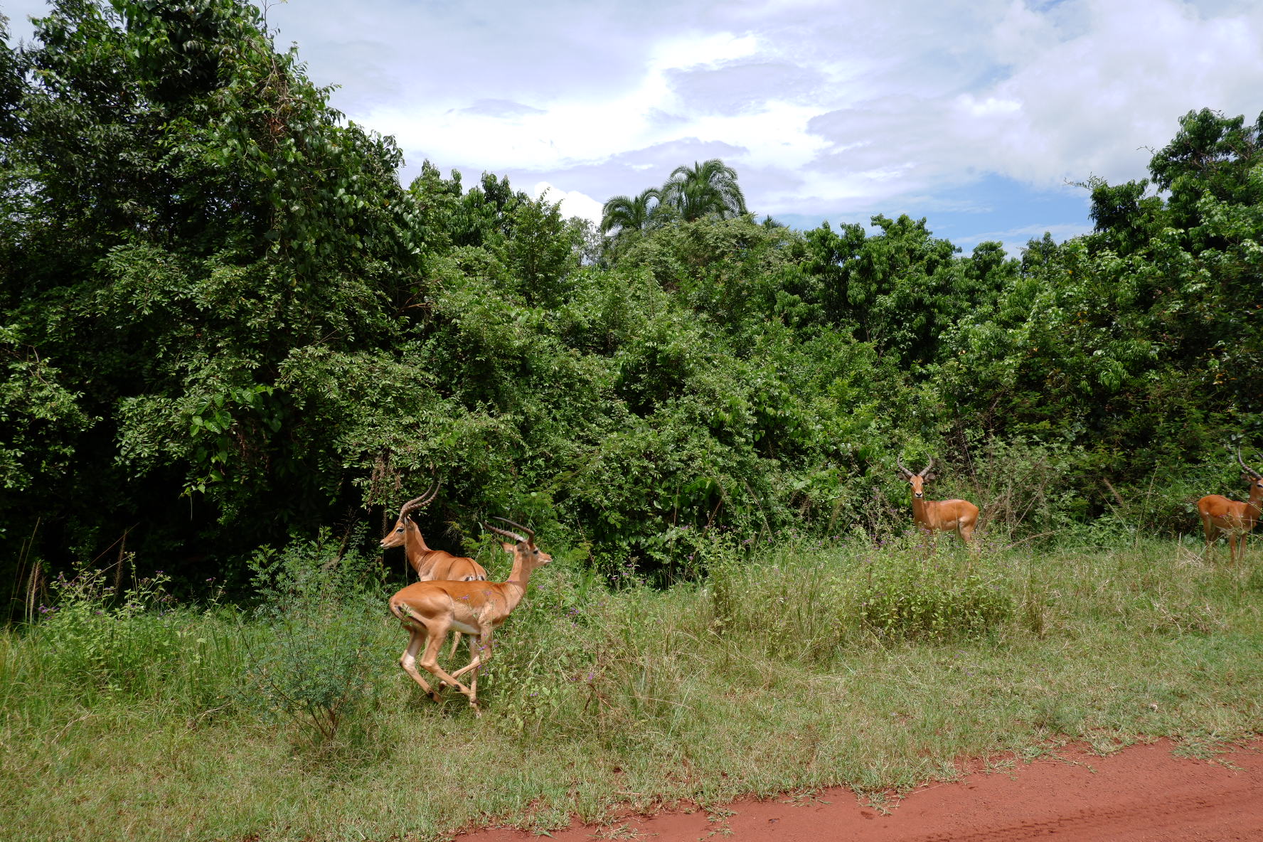 Male impalas