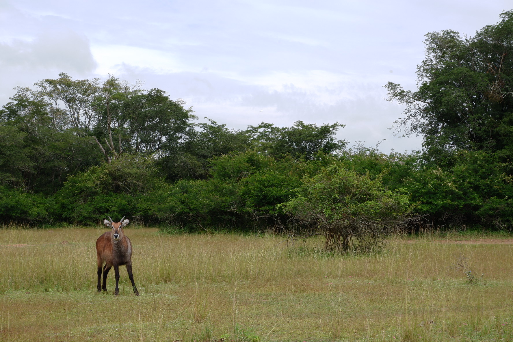 Bushbuck