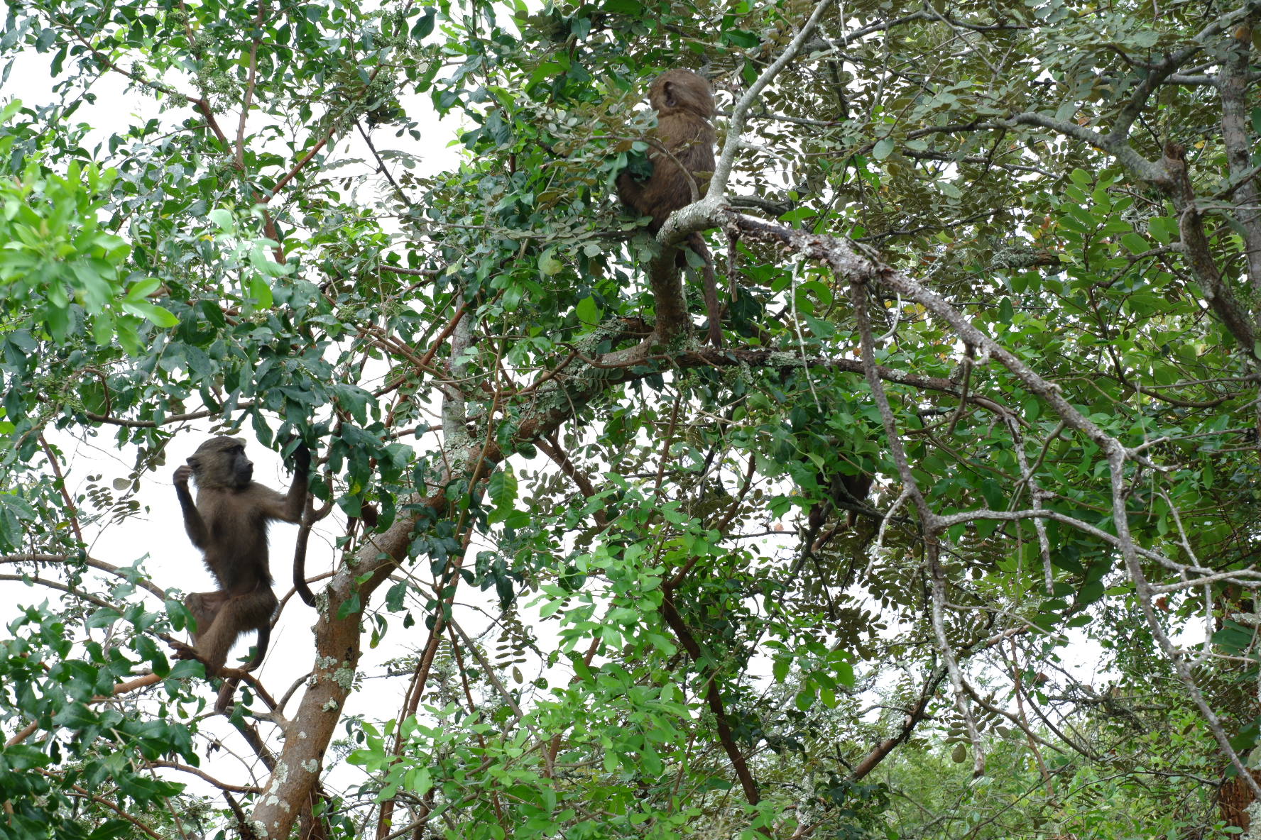 Baboons (playing)