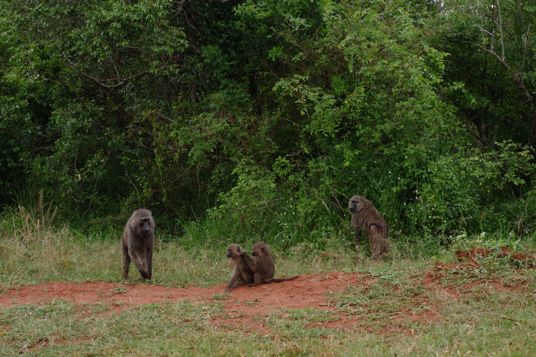 Baboons (grooming)