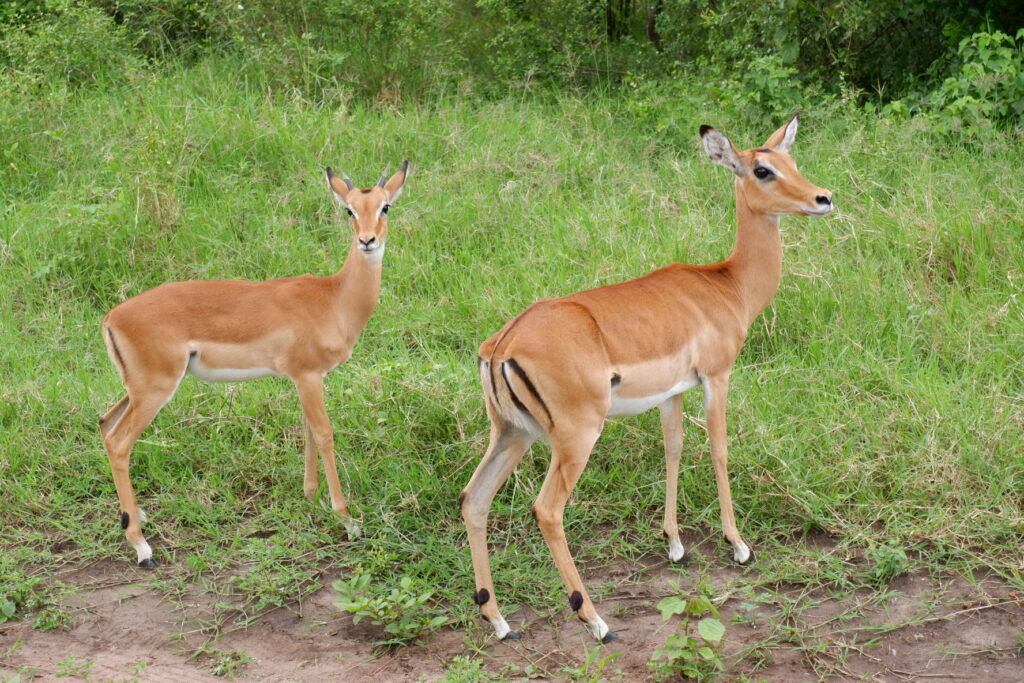 Female impalas