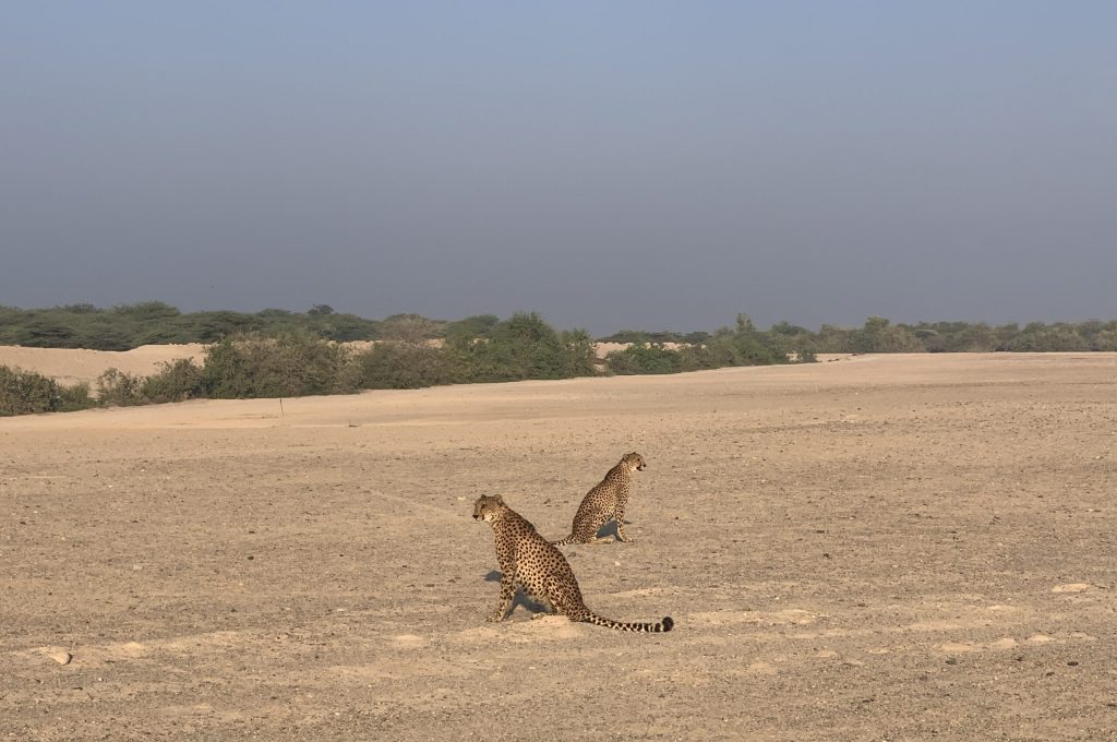 Sir Bani Yas Island